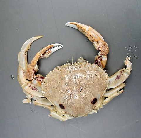 Sand crab - Ovalipes australiensis Washed up on the beach. The two distinct spots are normally a dark red but with this one a bit discoloured. Australia,Fall,Geotagged,Ovalipes australiensis,eamw marine invertebrates