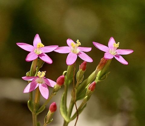 Centaurium erythraea Introduced into Australia from Europe. Australia,Centaurium erythraea,Eamw flora,Geotagged,Spring