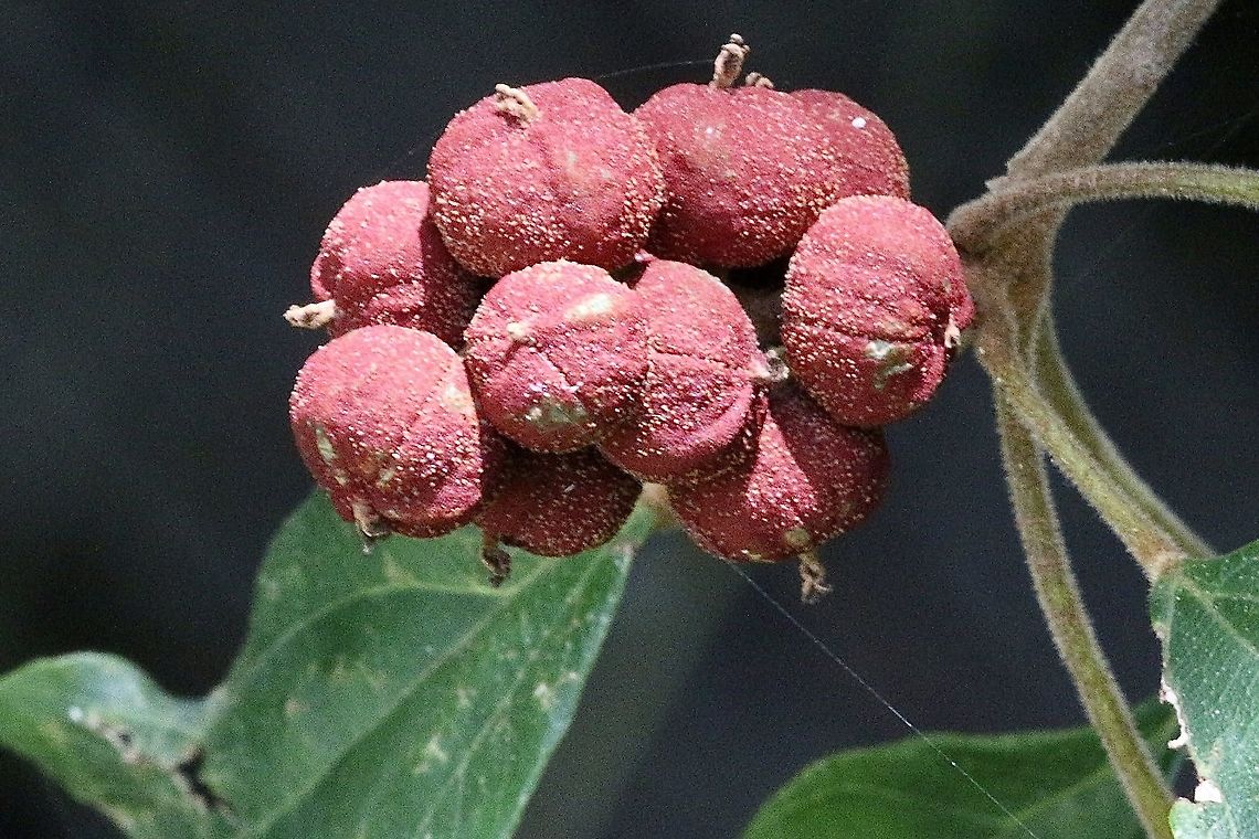 Mallotus philippensis  Australia,Eamw flora,Geotagged,Mallotus  philippensis,Mallotus philippensis,Spring