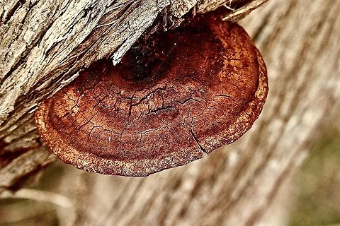 Unidentified polypore. Looks a bit past its best time. Australia,Eamw fungi,Geotagged,Spring