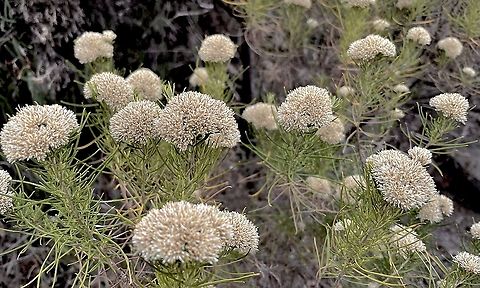 Cough bush - Cassinia complanata Not much colour,but still a distraction in a summer parched habitat  Australia,Cassinia complanata,Eamw flora,Fall,Geotagged,Smooth Cassinia