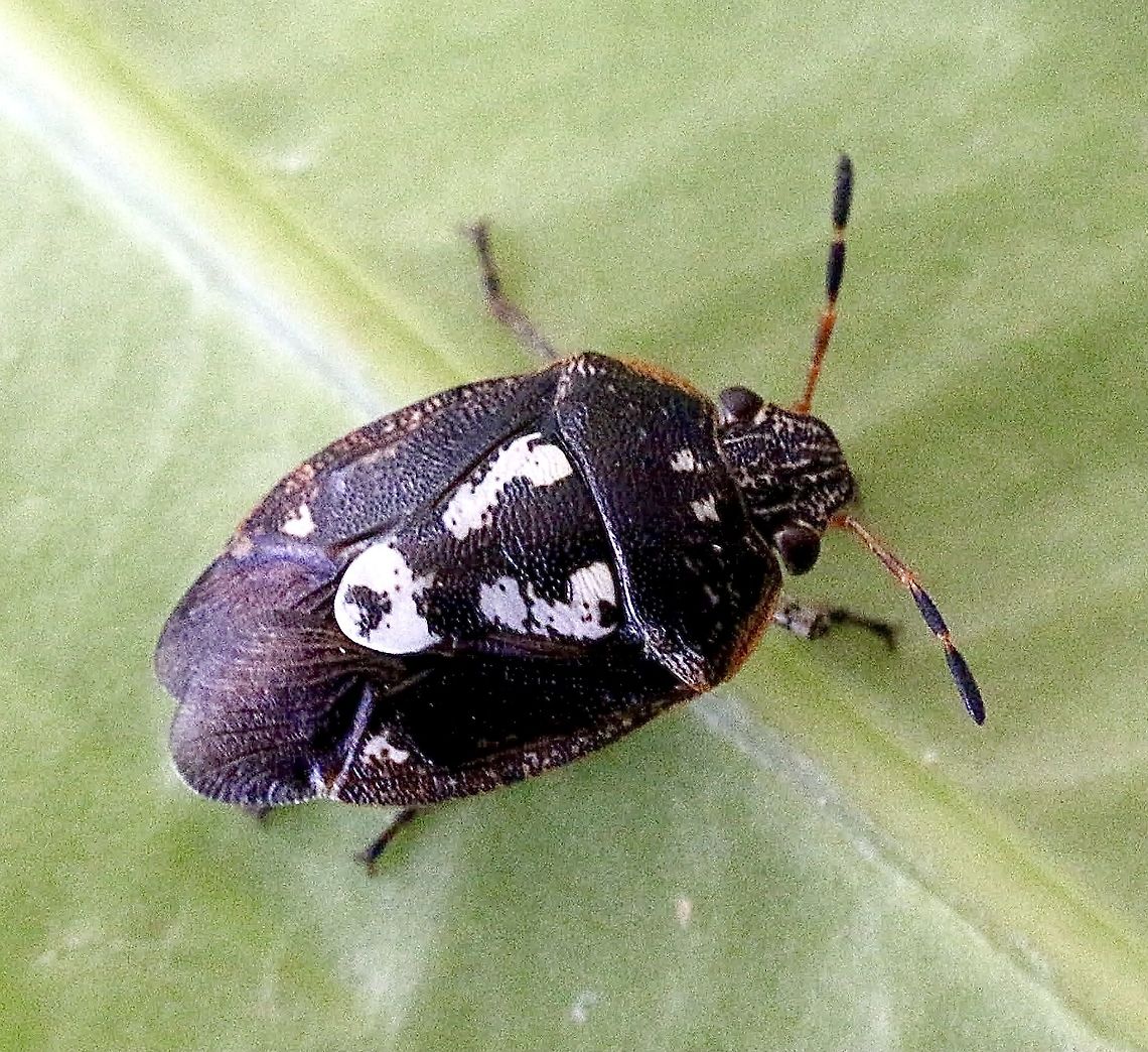 Pseudapines geminata  Australia,Eamw shield bugs,Geotagged,Karana Downs Qld,Pittosporum Bug,Pseudapines geminata,Spring