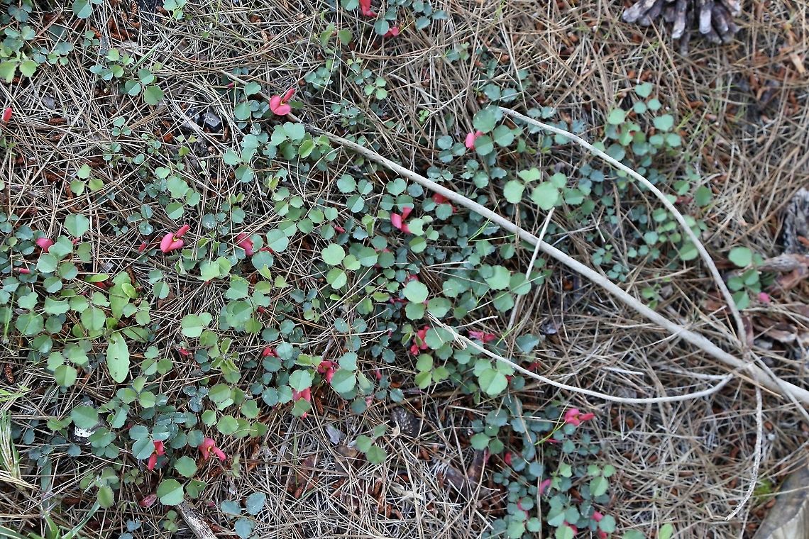 Runniing postman - Kennedia prostrata Great ground cover with vibrant reed flowers Australia,Eamw flora,Geotagged,Kennedia prostrata,Running postman,Spring