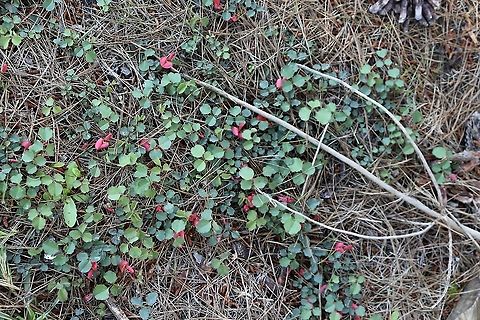 Runniing postman - Kennedia prostrata Great ground cover with vibrant reed flowers Australia,Eamw flora,Geotagged,Kennedia prostrata,Running postman,Spring