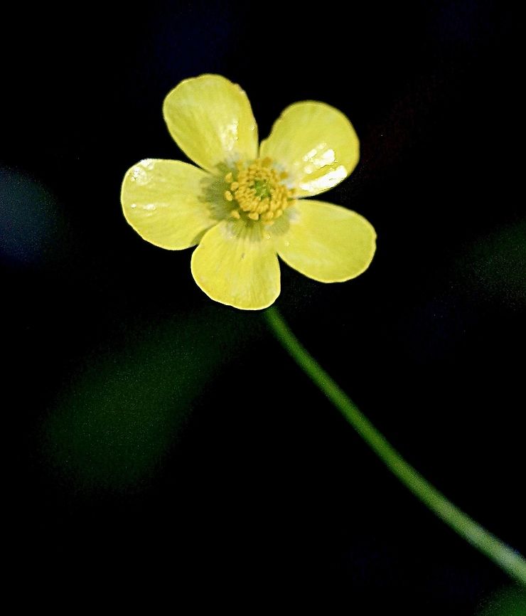 Common buttercup - Ranunculus lappaceus  Australia,Eamw flora,Geotagged,Ranunculus lappaceus,Spring