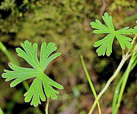 Leaves of common buttercup - Ranunculus lappaceus  Australia,Eamw flora,Geotagged,Ranunculus lappaceus,Spring
