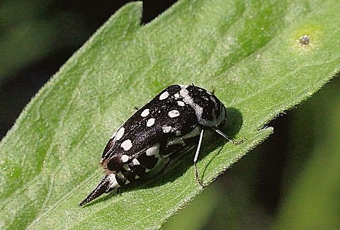 Pin-tailed flower beetle - Mordella leucosticta  Australia,Eamw beetles,Geotagged,Mordella leucosticta