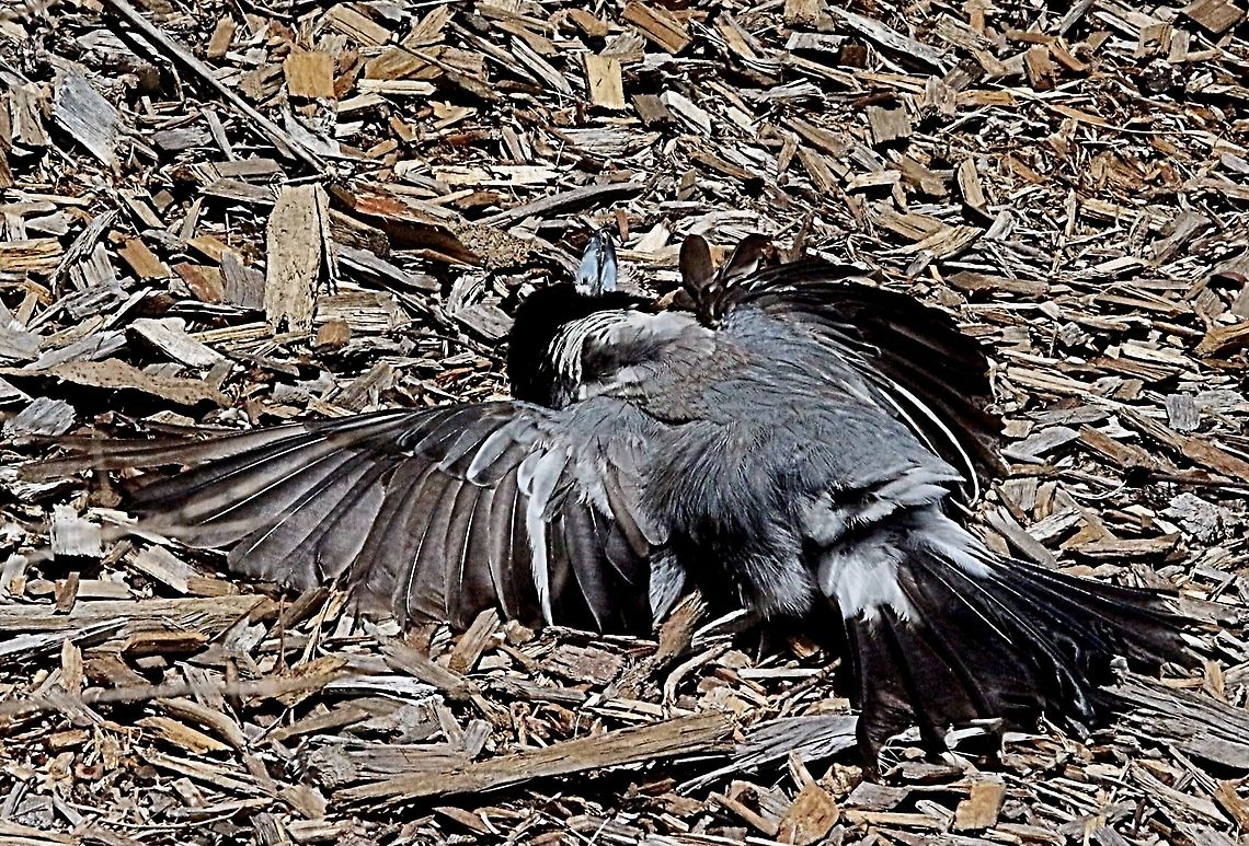 Pied butcher bird - Cracticus nigrogularis Then it spread out like this and I was sure that it was dead or at least very concussed. When I almost picked it up ,it got itself together and flew away. Yes I thought for a moment that there was something wrong with me. When I inspected more closely I noticed very small ants in the woodchips and realised that the butcherbird was just simply doing a bit of anting .The but herbird looked at me and just flew away.  Australia,Cracticus nigrogularis,Eamw birds,Geotagged,Pied butcherbird