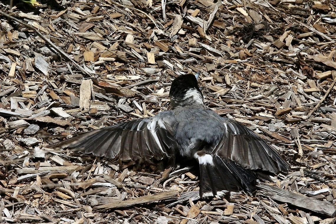 Pied butcher bird - Cracticus nigrogularis Ones the bird landed (only about 2 m away from me ) it spread its wings and layed flat on the ground.<br />
It didn&rsquo;t care about my presence at all and I got worried that it may have moments ago hit a window or got struck by a car. Australia,Cracticus nigrogularis,Eamw birds,Geotagged,Pied butcherbird,Summer