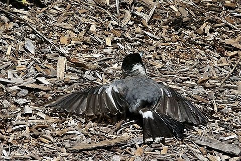 Pied butcher bird - Cracticus nigrogularis Ones the bird landed (only about 2 m away from me ) it spread its wings and layed flat on the ground.
It didn’t care about my presence at all and I got worried that it may have moments ago hit a window or got struck by a car. Australia,Cracticus nigrogularis,Eamw birds,Geotagged,Pied butcherbird,Summer