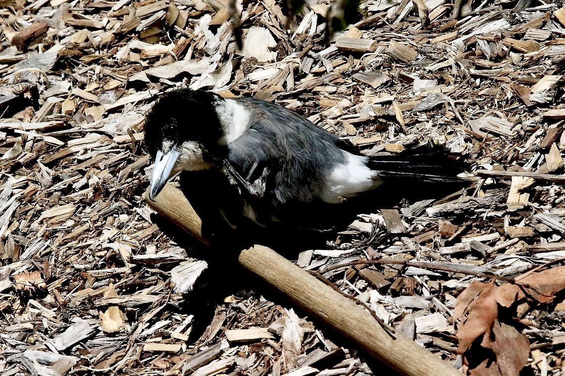 Pied butcherbird - Cracticus nigrogularis Bird behaviour: This butcher bird flew into a garden area landing on a bed of wood chips. Australia,Cracticus nigrogularis,Eamw birds,Geotagged,Pied butcherbird,Summer