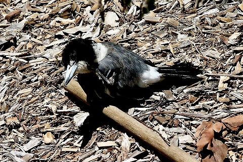 Pied butcherbird - Cracticus nigrogularis Bird behaviour: This butcher bird flew into a garden area landing on a bed of wood chips. Australia,Cracticus nigrogularis,Eamw birds,Geotagged,Pied butcherbird,Summer
