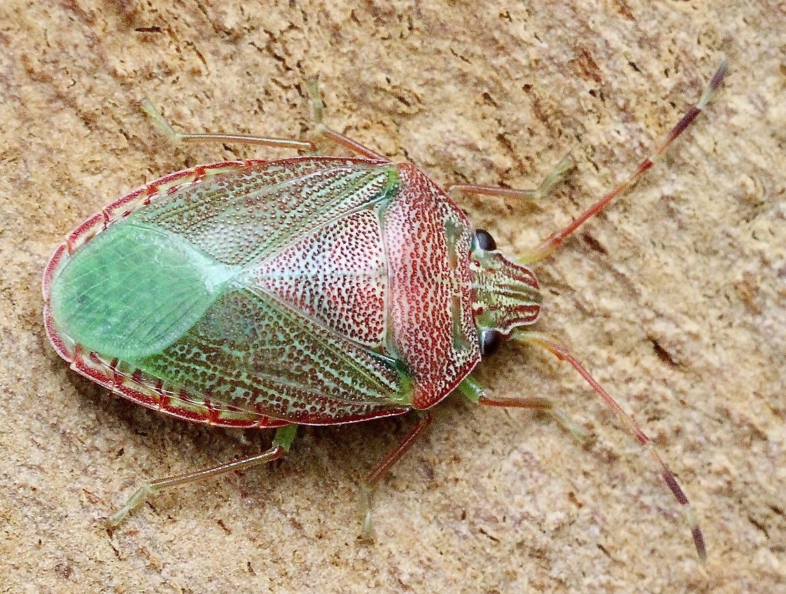 Unidentified stink bug in Family: Acanthosomatidae ?Genus : Amphaces ?  Acanthosomatidae,Amphaces,Australia,Eamw stink bugs,Geotagged,Pentatomoidea,Summer
