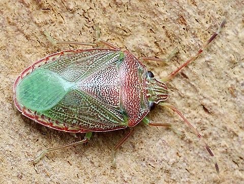 Unidentified stink bug in Family: Acanthosomatidae ?Genus : Amphaces ?  Acanthosomatidae,Amphaces,Australia,Eamw stink bugs,Geotagged,Pentatomoidea,Summer