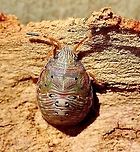 Stink bug nymph Family: Acanthosomatidae ? Genus: Amphaces ?  Australia,Eamw stink bugs,Geotagged,Summer
