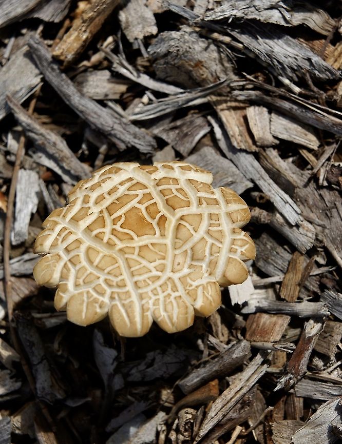 Spring Fieldcap - Agrocybe praecox Growing in woodchip mulch. Agrocybe,Eamw fungi,Fall,Geotagged,encounter