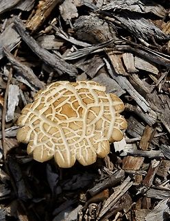 Spring Fieldcap - Agrocybe praecox Growing in woodchip mulch. Agrocybe,Eamw fungi,Fall,Geotagged,encounter