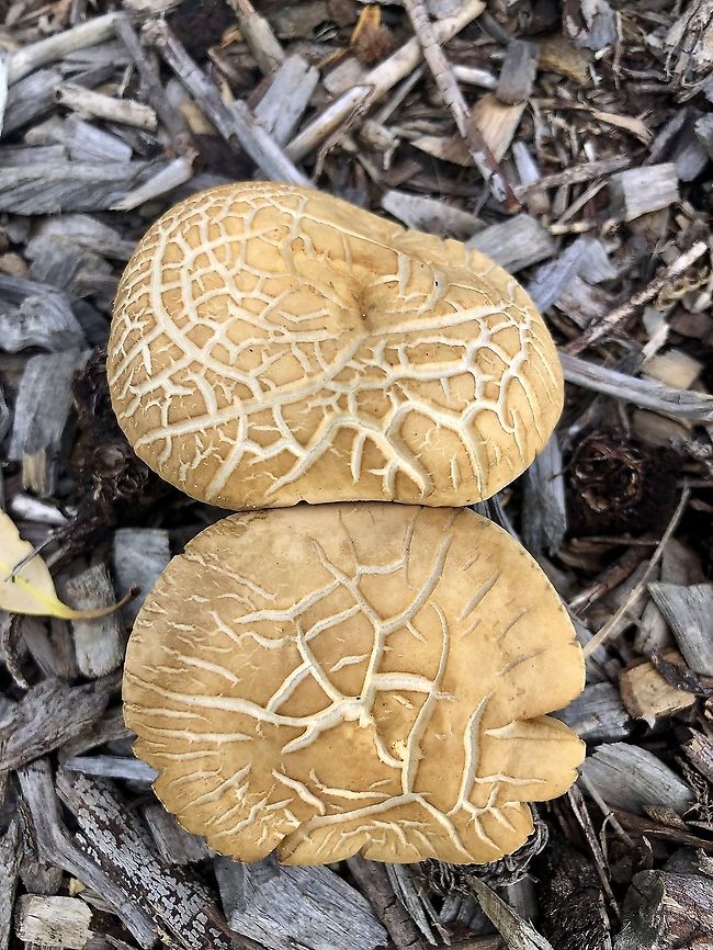 Spring Fieldcap - Agrocybe praecox <a href="https://data.rbg.vic.gov.au/dev/fungikeys/funkey/key/Funkey" rel="nofollow">https://data.rbg.vic.gov.au/dev/fungikeys/funkey/key/Funkey</a> - Key to the Agarics of Australia/Media/Html/Fact Sheets/Agrocybe.htm Agrocybe molesta,Agrocybe praecox,Australia,Eamw fungi,Geotagged