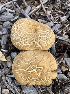 Spring Fieldcap - Agrocybe praecox https://data.rbg.vic.gov.au/dev/fungikeys/funkey/key/Funkey - Key to the Agarics of Australia/Media/Html/Fact Sheets/Agrocybe.htm Agrocybe molesta,Agrocybe praecox,Australia,Eamw fungi,Geotagged