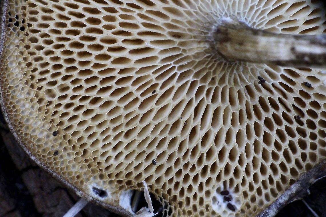 Pore formation on unidentified mushroom  Australia,Eamw fungi,Geotagged,Spring