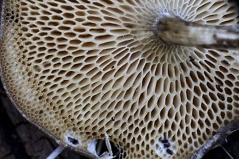Pore formation on unidentified mushroom  Australia,Eamw fungi,Geotagged,Spring