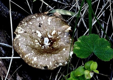 Unidentified mushroom. Growing in mature eucalyptus forest. Australia,Eamw fungi,Geotagged,Spring