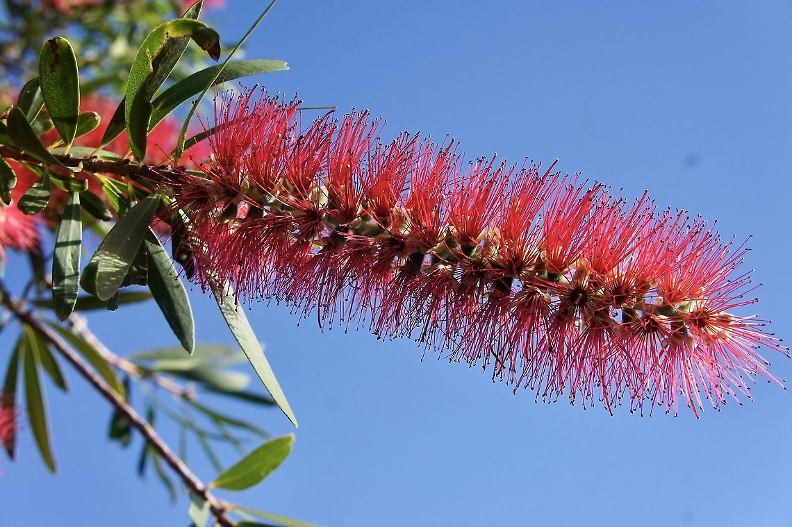 Crimson Bottlebrush - Callistemon citrinus Autumn is the flowering time for Callistemon citrinum<br />
This species is often used for roadside plantings. Australia,Callistemon citrinus,Crimson Bottlebrush,Eamw flora,Fall,Geotagged