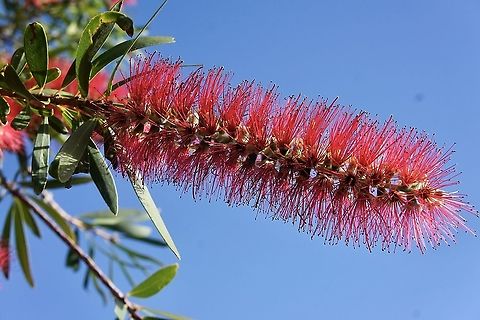 Crimson Bottlebrush - Callistemon citrinus Autumn is the flowering time for Callistemon citrinum
This species is often used for roadside plantings. Australia,Callistemon citrinus,Crimson Bottlebrush,Eamw flora,Fall,Geotagged