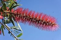 Crimson Bottlebrush - Callistemon citrinus Autumn is the flowering time for Callistemon citrinum<br />
This species is often used for roadside plantings. Australia,Callistemon citrinus,Crimson Bottlebrush,Eamw flora,Fall,Geotagged