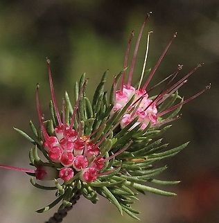 Darwinia fascicularis Can be confused for a grevillea. Australia,Darwinia fascicularis,Eamw flora,Geotagged,Spring
