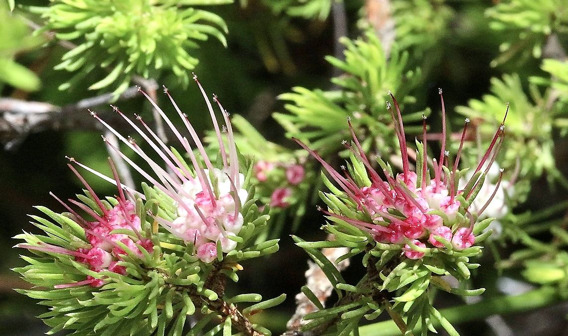 Darwinian fascicularis  Australia,Darwinia fascicularis,Eamw flora,Geotagged,Spring