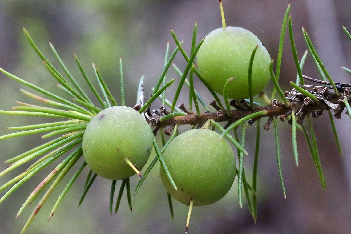 Narrow-leaved geebung - Persoonia linearis Fruit of Persoonia linearis. Australia,Eamw flora,Geotagged,Narrow-leaved geebung,Persoonia linearis,Spring