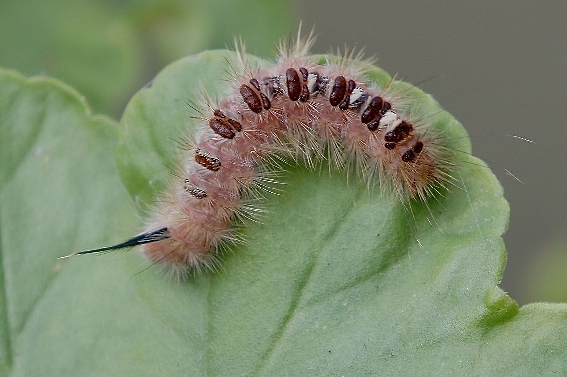 Unidentified tussock moth caterpillar  Australia,Eamw caterpillars,Eamw moth,Eastern tent caterpillar,Fall,Geotagged,Malacosoma americanum,Victor Harbor SA,unidentified