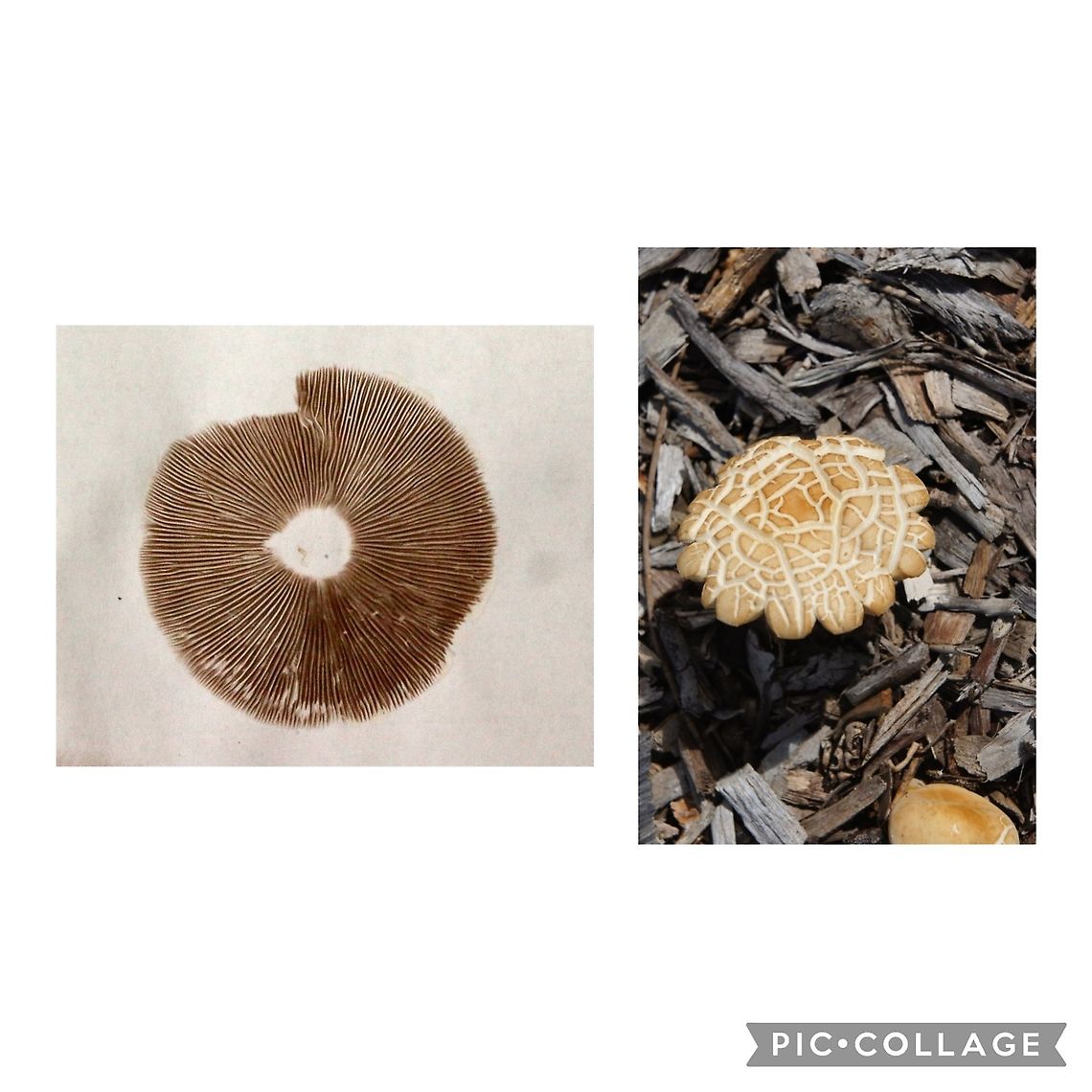 Spore print of Agrocybe praecox  and image of Agrocybe praecox Possibly genus Agrocybe  Agrocybe praecox,Australia,Eamw fungi,Geotagged,Victor Harbor SA