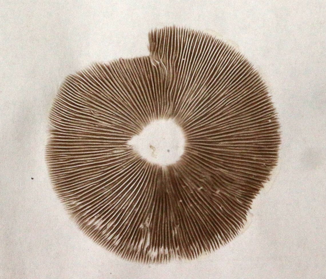 Spore print of unidentified mushroom Possibly genus - Agrocybe  Australia,Eamw fungi,Fall,Geotagged