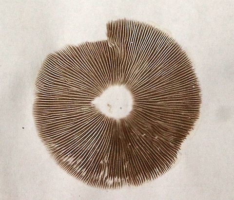 Spore print of unidentified mushroom Possibly genus - Agrocybe  Australia,Eamw fungi,Fall,Geotagged
