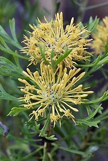 Broad- leaved drumsticks - Isopogon anemonifolius  Australia,Broad-leaved drumsticks,Eamw flora,Geotagged,Isopogon anemonifolius,Spring