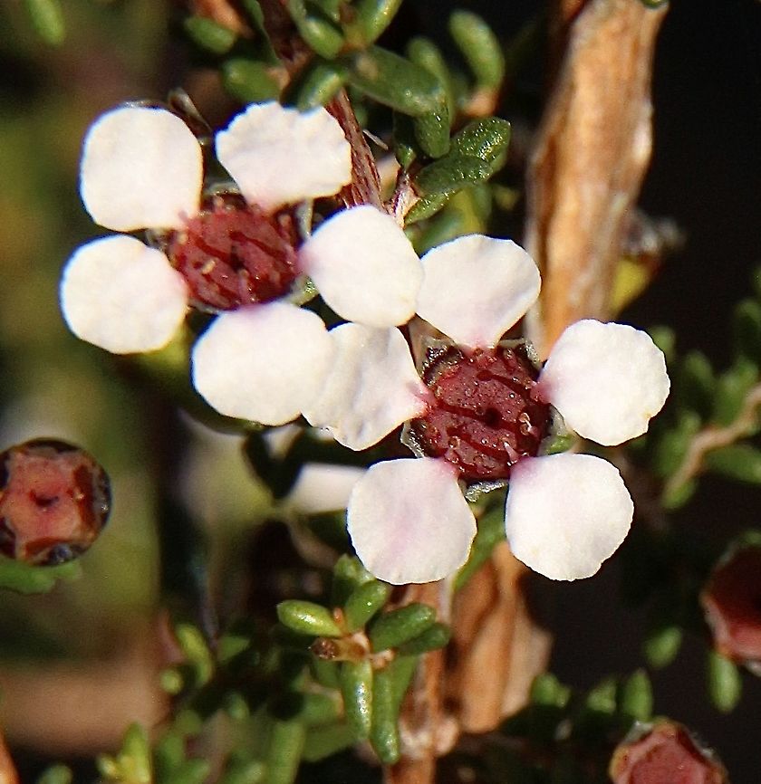 Desert Baeckea - Rinzia orientalis Growing and flowering under very dry conditions in Autumn. Australia,Desert Baeckea,Eamw flora,Fall,Geotagged,Rinzia orientalis