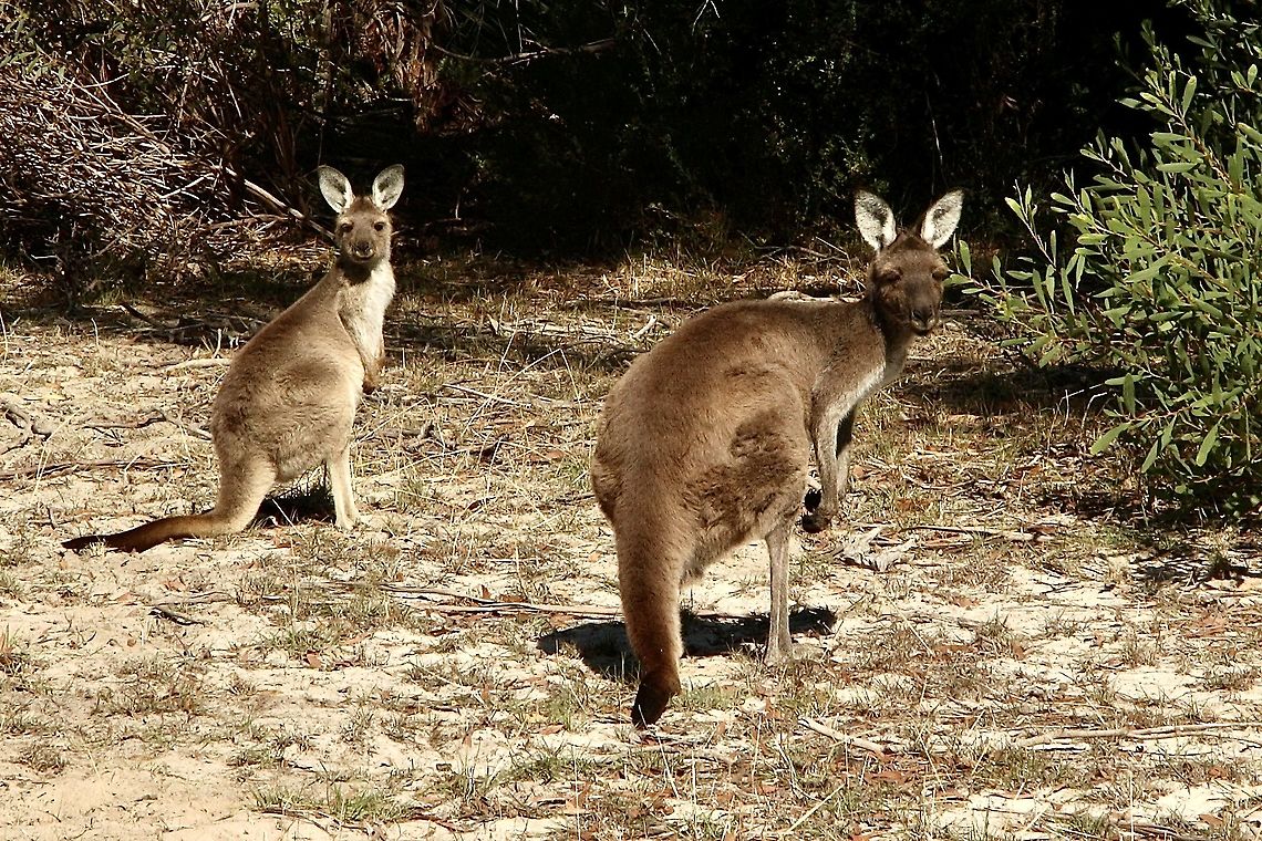 Western grey kangaroo - Macropus fuliginosus Not sure what to make of the photographer. Australia,Eamw macropods,Fall,Geotagged,Macropus fuliginosus,Western grey kangaroo