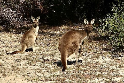 Western grey kangaroo - Macropus fuliginosus Not sure what to make of the photographer. Australia,Eamw macropods,Fall,Geotagged,Macropus fuliginosus,Western grey kangaroo