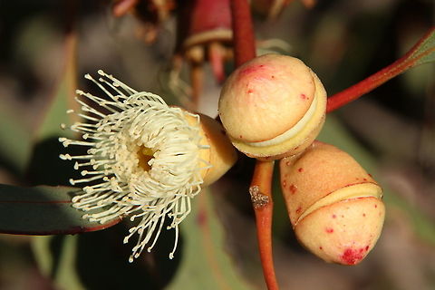 Cup gum - Eucalyptus cosmophylla Flower and two flower cups ready to open, Australia,Cup gum,Eamw eucalyptus,Eamw flora,Eucalyptus cosmophylla,Eucalyptus fasciculosa,Fall,Geotagged,Pink gum
