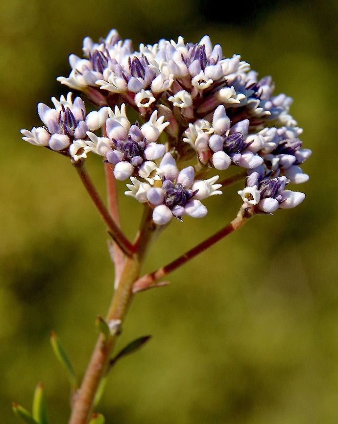 Slender Smoke-Busg - Conospermum patens  Australia,Conospermum  patens,Eamw flora,Fall,Geotagged,Slender Smoke-Bush