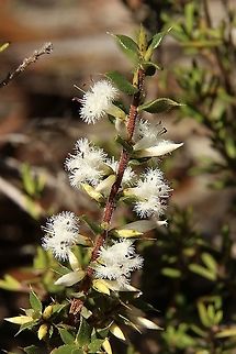 Desert Styphelia - Styphelia exarrhena Growing in almost only sand.A small bush about 50 Cm high  Australia,Desert Styphelia,Eamw flora,Fall,Geotagged,Styphelia exarrhena
