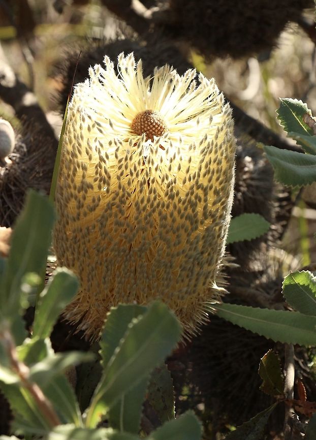 Desert banksia - Banksia ornata A good supply of nectar for many insects in late Autumn. Australia,Banksia ornata,Desert banksia,Eamw Banksias,Eamw flora,Fall,Geotagged