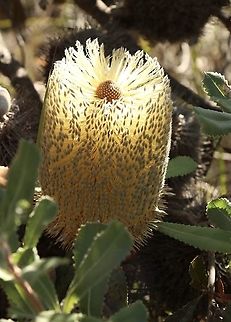Desert banksia - Banksia ornata A good supply of nectar for many insects in late Autumn. Australia,Banksia ornata,Desert banksia,Eamw Banksias,Eamw flora,Fall,Geotagged