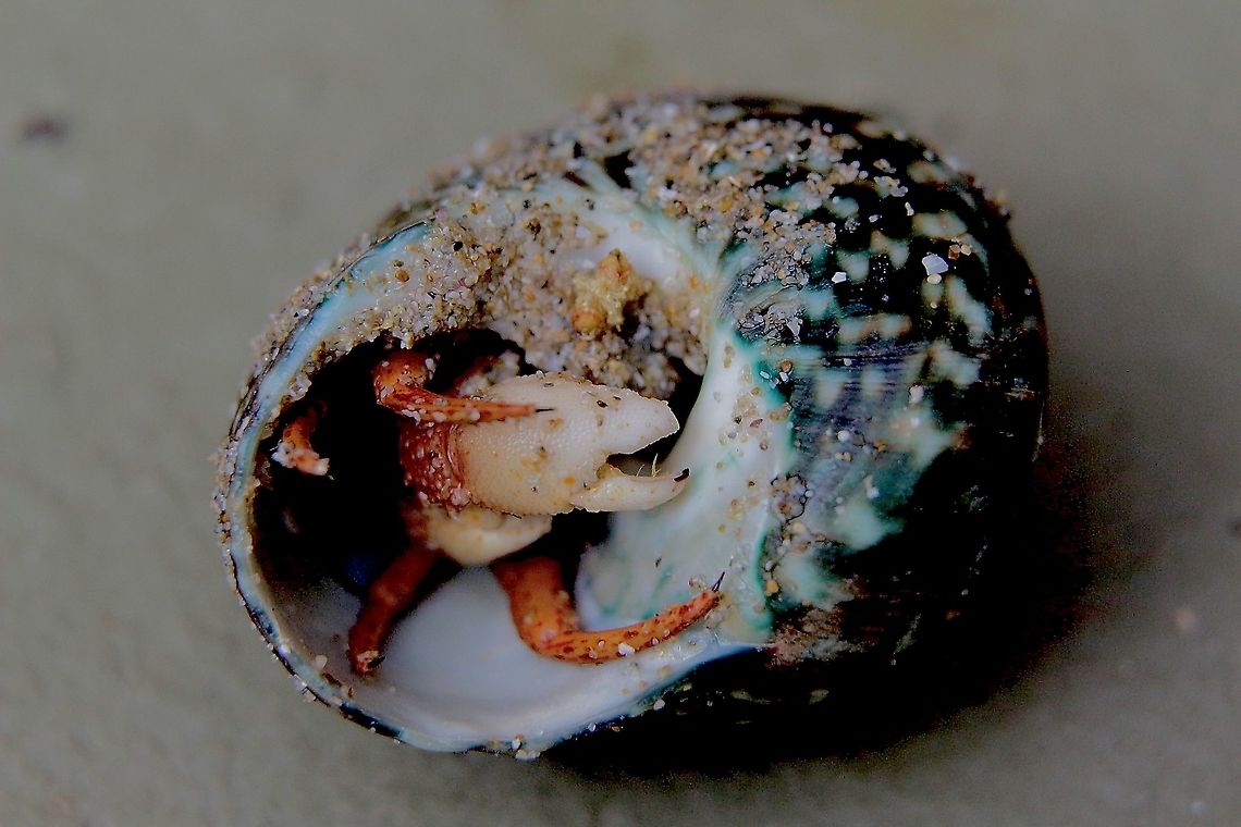 Common hermit crab - Paguristes frontalis Hermit crab - Paguristes frontalis taking up residence in a sea shell<br />
THIS TIME IT IS THE CRABS TURN Australia,Geotagged,Paguristes frontalis,Winter,eamw marine invertebrates
