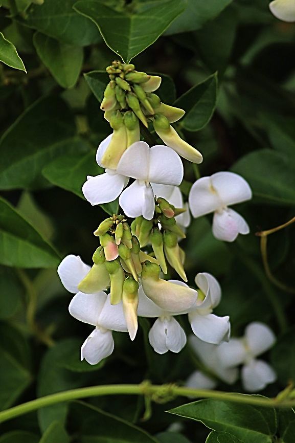 Okie bean - Dipogon lignosus Very showy but again not wanted in Australia as it has become a introduced pest species Australia,Dipogon  lignosus,Dipogon lignosus,Geotagged,Spring