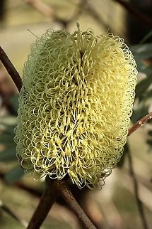 Silver Banksia - Banksia marginata  Australia,Banksia marginata,Eamw Banksias,Eamw flora,Fall,Geotagged,Silver Banksia