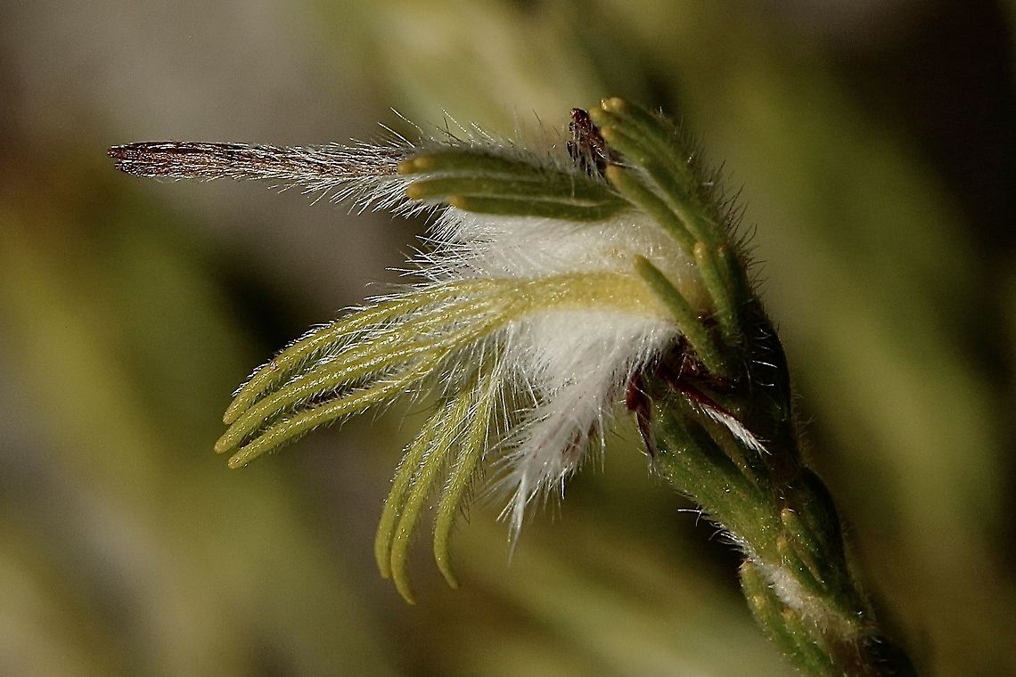 Gland Flower - Adenanthos terminalis Male flower Adenanthos terminalis,Australia,Eamw flora,Fall,Geotagged,Gland Flower