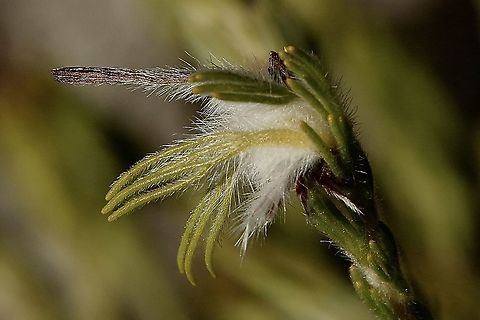 Gland Flower - Adenanthos terminalis Male flower Adenanthos terminalis,Australia,Eamw flora,Fall,Geotagged,Gland Flower